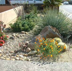 Arid Garden